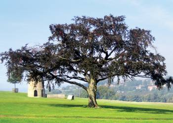 Witton Castle Country Park