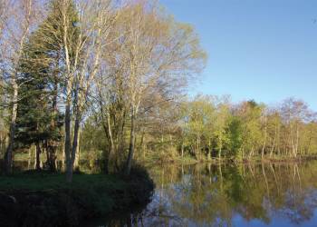 Lakeview Cottages