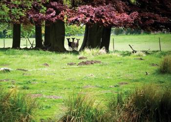 Sherwood Hideaway Lodges