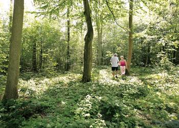 Deerpark Forest